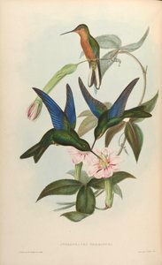 Pterophanes temmincki = Pterophanes cyanopterus da John Gould